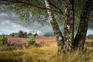 Lüneburger Heide bei Wilsede, Niedersachsen, Deutschland, Europa