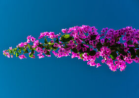 Branch of a bougainvillea against a blue sky, Denia, Costa Blanca, Spain