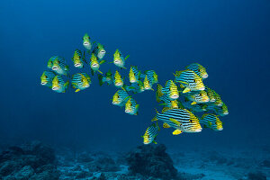 Schwarm Orientalische Süßlippen, Plectorhinchus vittatus, Nord Ari Atoll, Indischer Ozean, Malediven