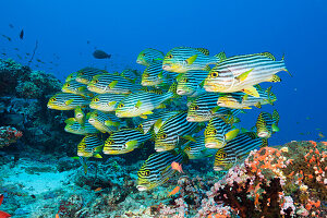 Schwarm Orientalische Süßlippen, Plectorhinchus vittatus, Nord Ari Atoll, Indischer Ozean, Malediven