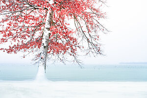 Tree in red autumn colors in winter at Lake Starnberg, Bavaria, Germany