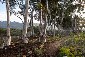 Naturschutzgebiet und Wanderweg, ein Pfad durch ausgewachsene Blue Gum Trees und einen Blick auf die Berge, am frühen Morgen, Stanford-Wanderweg, Südafrika