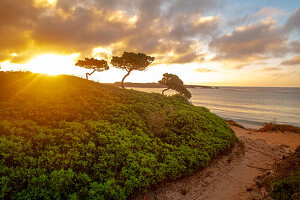 Juniper trees in the morning mood on the beach of Son Xoriguer, Spain, Menorca