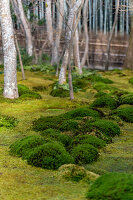 Arashiyama Park, Kyoto, Japan, Asien