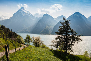 Panorama mit See und Bergen, Sisikon, Vierwaldstättersee, Kanton Uri, Schweiz