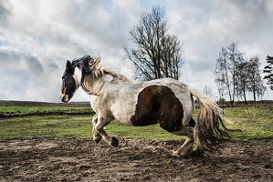 Majestic Paint Horse running in rural pasture