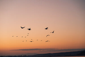 Pelecanidae Pelecanus, Krauskopfpelikane fliegen in den Sonnenaufgang, Kirkini See, Griechenland