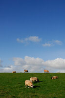 Sheep on the dike, Pellworm Island, North Friesland, North Sea, Schleswig-Holstein, Germany