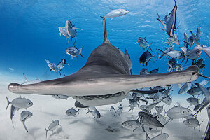 Bahamas, Hammerhai und Fischschwarm schwimmen im Meer