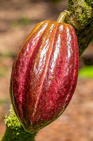 Cacao fruit