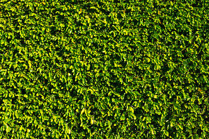 Green Wall with Sunlight in Morcote, Ticino, switzerland.