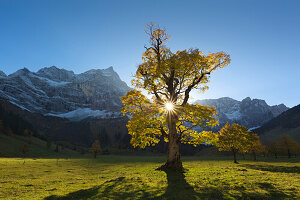 Bergahorn (Acer pseudoplatanus), Großer Ahornboden, Karwendel, Tirol, Österreich