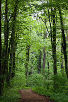 Weg durch Laubmischwald im Frühling mit Buchen, Ahorn und Eichen, Oberbayern, Deutschland