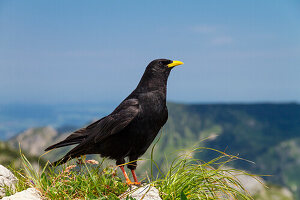 Alpendohle (Pyrrhocorax graculus), Alpen, Oberbayern, Deutschland