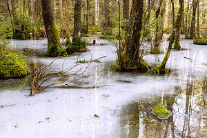 Fischbachauer Märchenwald, vereister Waldtümpel am Wanderweg der Märchenwaldrunde bei Fischbachau, Oberbayern, Deutschland