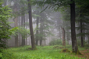 Wald mit Buchen im Nebel, Deutschland