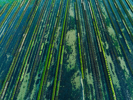 Tables of an oyster farm at Grandcamp Maisy Calvados from the air