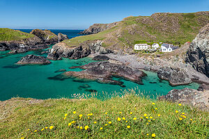 Blick auf die Bucht Kynance Cove, Helston, Lizard Peninsula, Cornwall, England