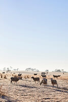 Sheep grazing early morning in a paddock on a winter's morning in Mummel, rural NSW Australia.