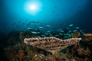 Hartkorallenriff, Raja Ampat, West Papua, Indonesien