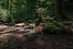 Mighty tree roots by the stream, Monbachtal, Bad Liebenzell, Black Forest, Baden-Württemberg, Germany