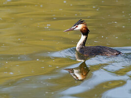 Great Crested Grebe, Podiceps cristatus