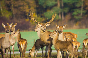 Augsburg Nature Park western forests, herd of deer in autumn, gathers around the top dog, Bavaria, Germany