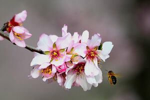 Almond blossom in Val de Pop, already in January, in the province of Alicante, Spain