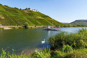  Ferry crosses the Moselle near Pünderich, Rhineland-Palatinate, Germany 