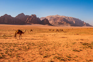 Kamel in Wüstenlandschaft in Wadi Rum, Jordanien