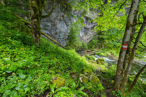 Höllbach, Bluntautal, Salzburg, Österreich