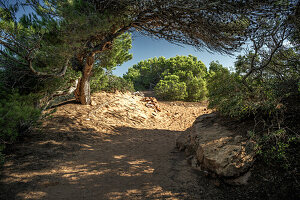  Path through pine forest to the sea bay &quot;Cala Pilar&quot;, Menorca, Balearic Islands, Spain, Europe 