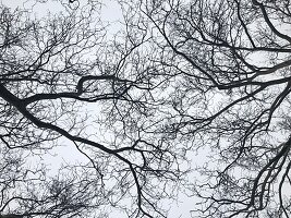 Treetop in winter, bare tree and cloudy sky