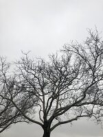 Baumkrone im Winter, kahler Baum und trüber Himmel