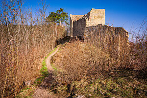  The ruins of Lobdeburg in Jena in spring, Jena, Thuringia, Germany 
