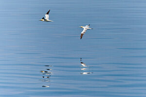 Großbritannien, Schottland, Vögel bei der Hebriden Insel Isle of Islay, Basstölpel (Morus bassanus)