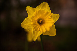  The yellow flower of a daffodil (Narcissus pseudonarcissus L.) growing and blooming in spring, Jena, Thuringia, Germany 