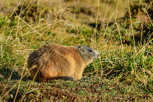  Marmot crouching in the grass, Marmota marmota, Tux Alps, Zillertal, Tyrol, Austria 