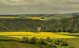  Rapeseed fields on the Rhine near St. Goar with Maus Castle, Upper Middle Rhine Valley, Rhineland Palatinate, Germany 