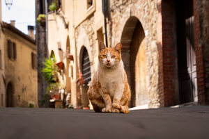 Eine Katze in den Gassen von Sarteano, Provinz Siena, Toskana, Italien  