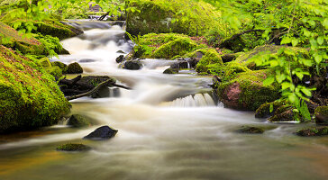  The Moosalbe in the Karlstalschlucht in the Palatinate Forest, Trippstadt, Rhineland-Palatinate, Germany 