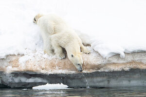 Eisbär (Ursus maritimus) mit Wassertropfen an der Schneekante zum Nordpolarmeer, Lomfjorden, Spitzbergen, Svalbard, Norwegen, Arktis