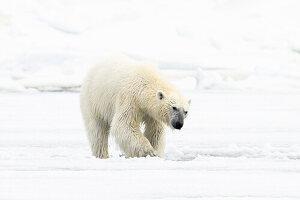 Eisbär (Ursus maritimus) auf Eis und Schnee im Lomfjorden, Spitzbergen, Svalbard, Norwegen, Arktis