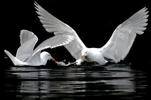 Zwei Eismöwen (Larus hyperboreus) teilen sich die Beute, Alkefjellet, Spitzbergen, Svalbard, Norwegen, Arktis