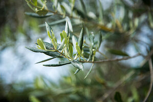 Olivenbaum, Olivenzweig, close-up (Olea europaea)