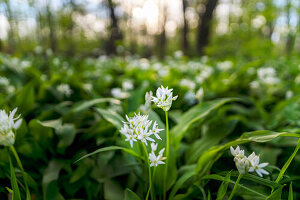  Wild garlic flowers in the spring forest, Bavaria, Germany 