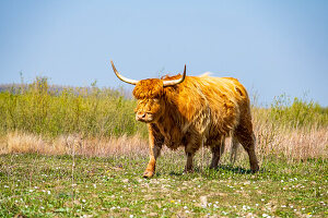 Hochlandrinder grasen auf der Insel Tiengemeten, Niederlande, Europa.