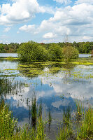  Naturlandschaft am Mastbos, einem kleinen Wald am Rande von Breda, Niederlande. 