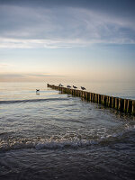  Baltic Sea beach with groynes and seagulls, Ahrenshoop, Baltic Sea, Fischland, Darß, Zingst, Vorpommern-Rügen district, Mecklenburg-Vorpommern, Western Pomerania region, Germany, Europe 