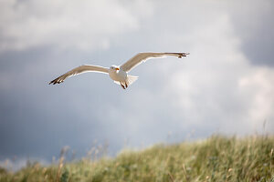  Seagull on the Baltic Sea beach, Ahrenshoop, Baltic Sea, Fischland, Darß, Zingst, Vorpommern-Rügen district, Mecklenburg-Vorpommern, Western Pomerania region, Germany, Europe 